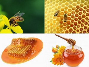 Honey Bee Farming Income (2)