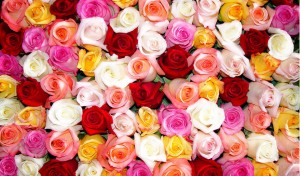 colorful-roses-wallpaper-1