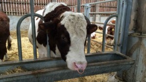 160310152919_uk_cow_urine_dairy_farm_640x360_bbc_nocredit