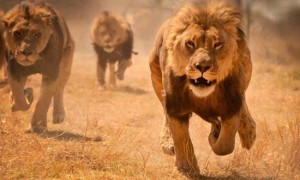 lions-running
