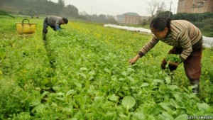 130201031404_cn_china_farming_640x360_gettyimages