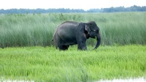 bangla_elephant
