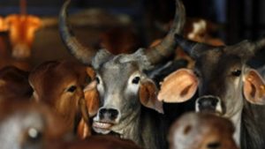 india_cow_smuggling